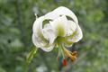 Lilium ledebourii